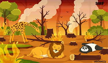 Forest Fire