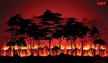 Forest Fire